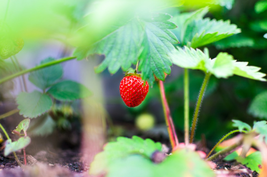 UDMR: producătorii de căpșune pot beneficia de sprijin financiar în valoare de 10.000 lei/hectar 